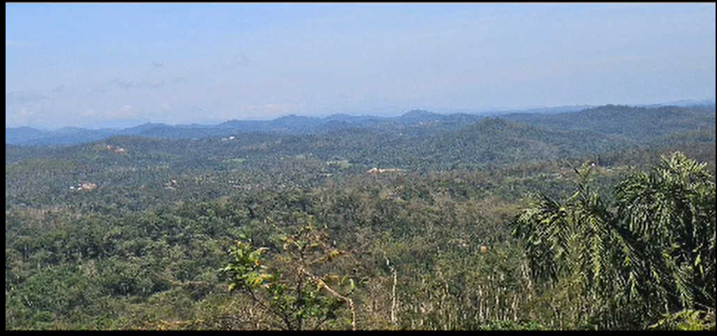 80 Acre Coffee Plantation Estate for Sale – Sakleshpur | Coorg Border *🌿